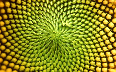 Sunflower Pattern Patterns In Nature Geometry In Nature Abstract Nature