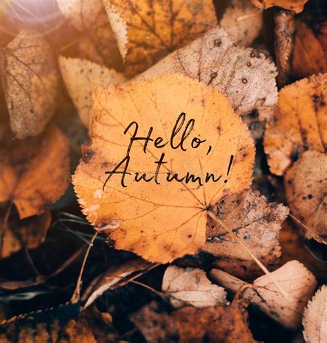 Banner Hello Autumn A New Season Welcome Card September October