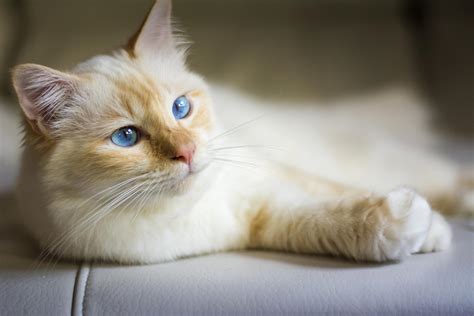 (date à préciser) du nom des birmans (ဗမာ, bamar), un des trois peuples fondus en une seule entité nationale par l'ancienne puissance coloniale britannique. 10 Sacré de Birmanie aux yeux absolument incroyables - Web ...