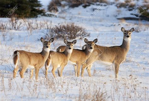 White Tail Deer In Early Evening Light In The Cypress Hills