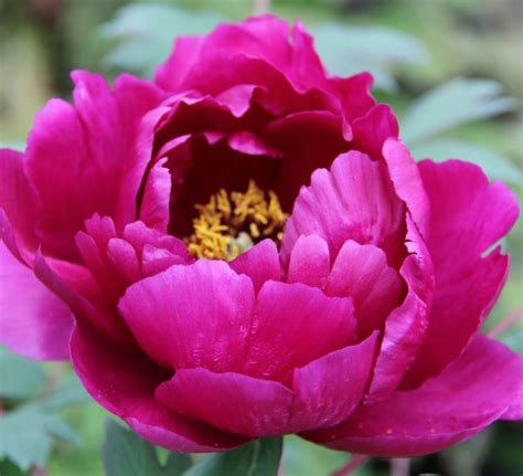 Caring For Tree Peonies How To Get The Best From Your Tree Peony