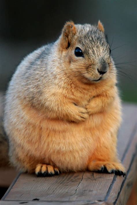 43 Best Images About Squirrels On Pinterest