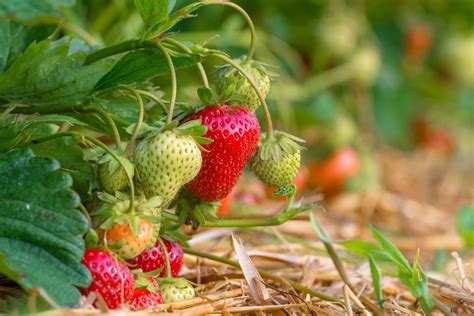 Strawberries Plant Fruit History And Diseases Plantura