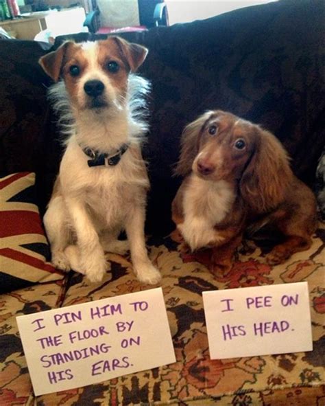 Funny Partners In Crime (Animal Edition) - 31 Pics
