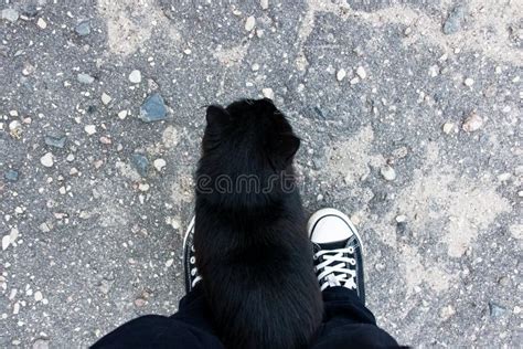 Black Cat At The Feet Of A Man On The Pavement Stock Image Image Of