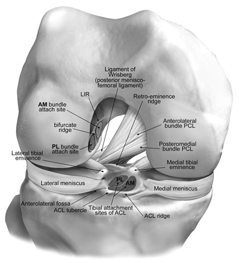 Ligaments Of The Knee Recon Orthobullets