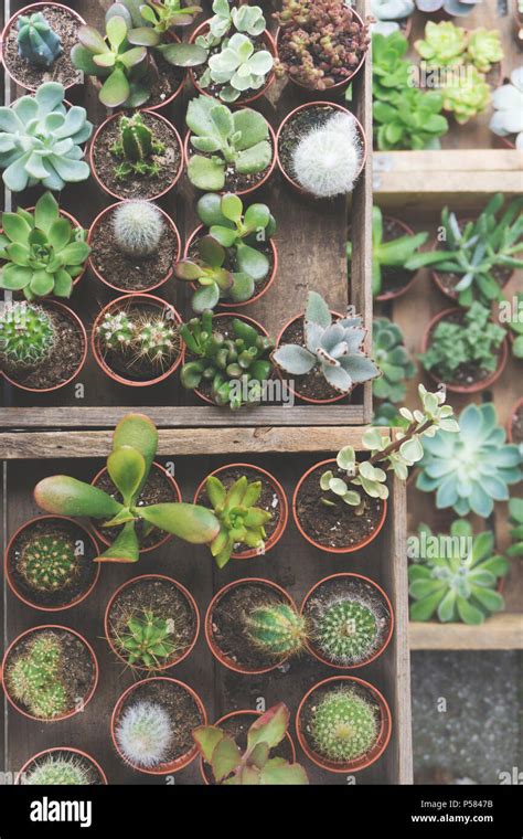 Succulents Cactus Overhead View Hi Res Stock Photography And Images Alamy