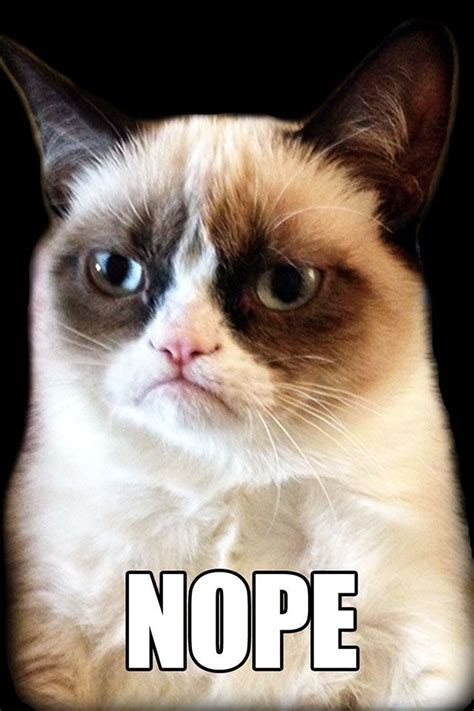 Pin By Morgfreeman On Funny Grumpy Cat Meme Grumpy Cat Cat Memes