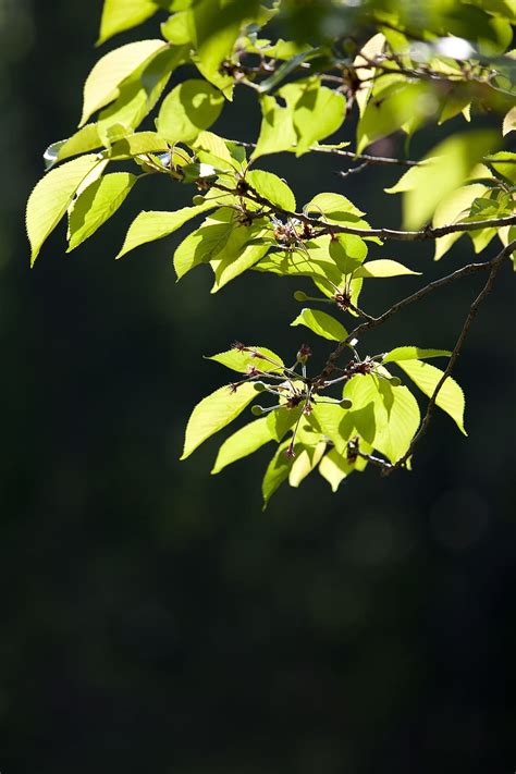 Hd Wallpaper Bud Leaf Green Spring Plants Nature Greenery Wood