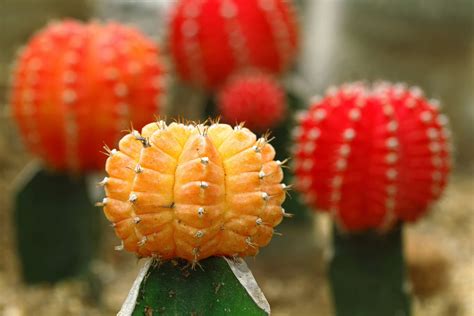 In order for the bright section of the the beautiful, bright, colorful part of the moon cactus naturally does not produce chlorophyll, and the lack of chlorophyll allows for the bright, vibrant. Moon cactus | Cactus, Cactus plants, Flowers