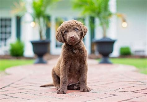 Find Chesapeake Bay Retriever Puppies In Your Area And Helpful Tips And