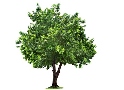 Tree PNG Transparent Images | PNG All