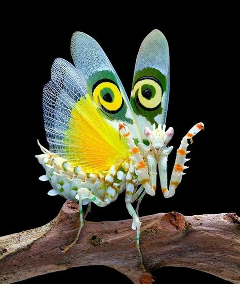 Bugs Are Truly Spectacular And Here Are 40 Pics To Prove That Magazine