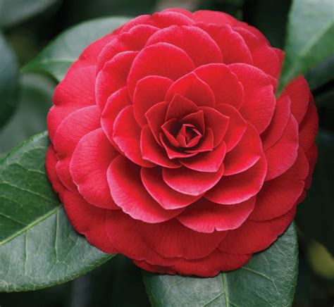 Tonton streaming when the camellia blooms subtitle indonesia di nontondrama.live. Camellia Reigns | Queen of the Winter Flowers | Central ...