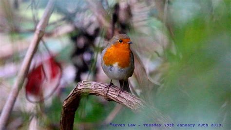 Robin Redbreast Robin Redbreast Catford Londo Flickr