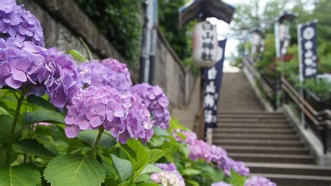 文京区の白山神社で「あじさいまつり2023」6月10日～18日まで。3000株の美しい紫陽花が見ごろを迎えます
