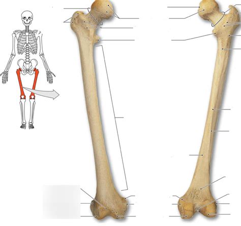 Femur Bone Honors Anatomy Diagram Quizlet