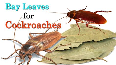 Get Rid Of Cockroaches Permanently Natural Home Remedies Youtube