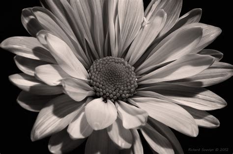 Pin On Black And White Flowers