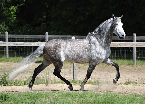 Andalusian Horse Smart Trot Horses Spanish Grey Andalusian Hd