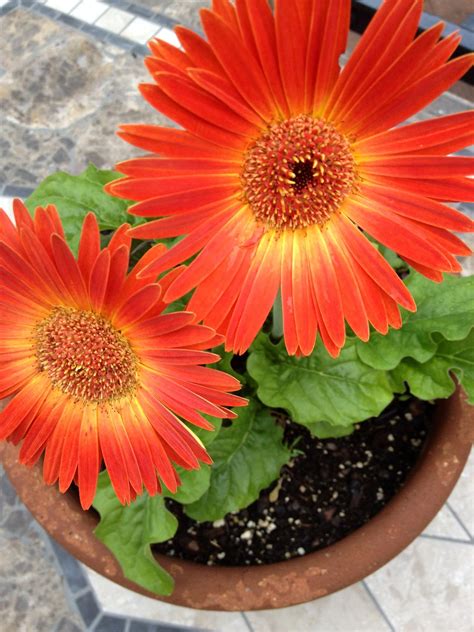 Maybe you would like to learn more about one of these? My Orange Flowered Plant. | Plants, Orange flowers, Orange
