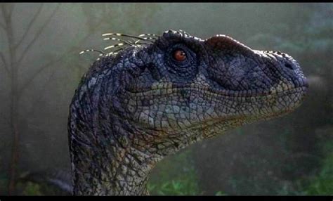 Gray Velociraptor Wiki ⚪jurassic Park Amino⚪ Amino