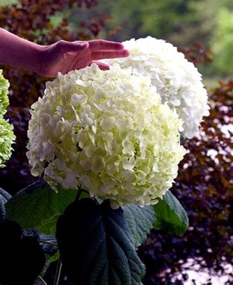 Check spelling or type a new query. Incrediball® Hydrangea Perennial - Huge Flowers - 4" Pot ...