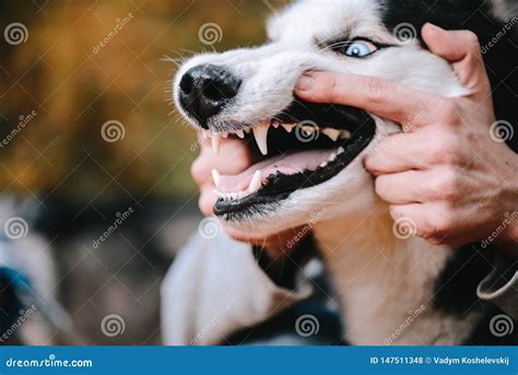 Angry Dog Husky Shows Teeth Stock Photo Image Of Life Attack 147511348