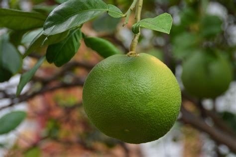 Green Round Fruit That Grows On Trees Fruit Trees