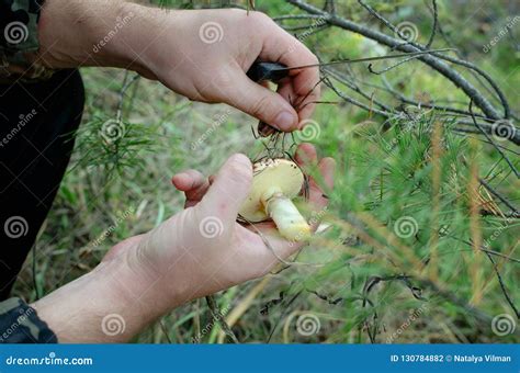 The Edible Mushrooms In The Hands Of Man Stock Photo Image Of Autumn