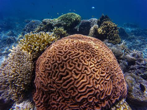 Coral Reef Underwater · Free Stock Photo