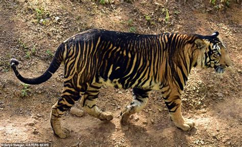 Rare Marvels Unveiled Black Tigers Stroll Majestically In Indian