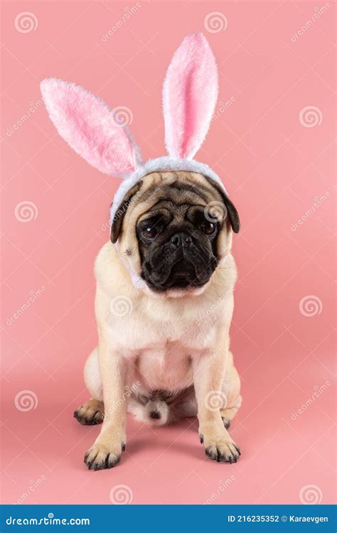 Funny Pug Dog Wearing Easter Bunny Ears On Pink Background Stock Photo