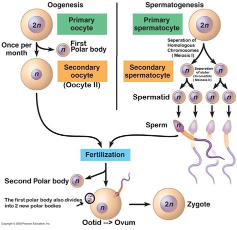 Spermatogenesis And Oogenesis Animation