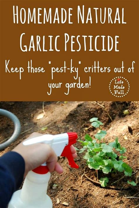 Your garden plants also love garlic! 5 Homemade Bug Spray Recipes for Your Garden