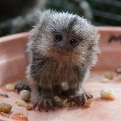 Top 25 Zooborns Of All Time Cute By The Numbers Zooborns