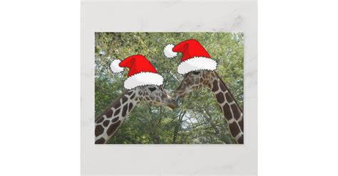 Christmas Giraffes Holiday Postcard Zazzle