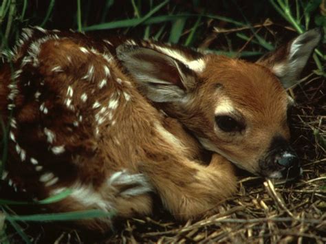 Should We Help Free Living Animals? | veganism.com