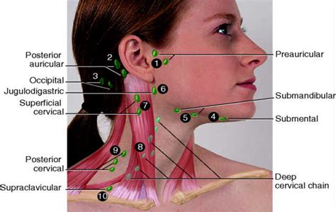The Glands In Neck And Throat Diagram Bing Images