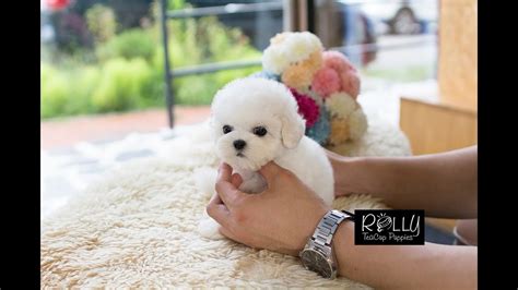 Real Teacup Bichon Living Doll Mercy Rolly Teacup Puppies Youtube