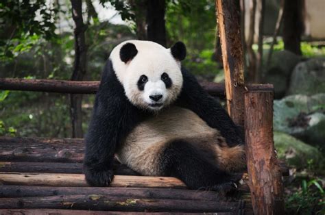 Chengdu Research Base Of Giant Panda Breeding Archives Philippe