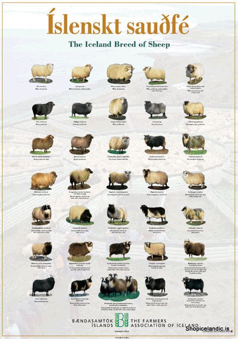 The Iceland Breed Of Sheep Poster S Nordicstore