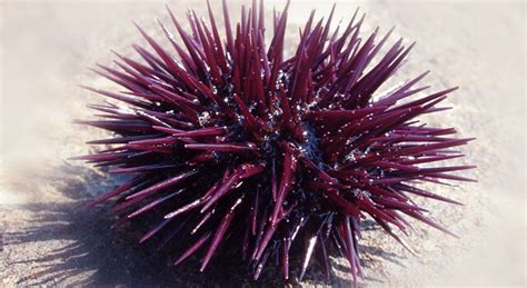 Sea Urchin Facts About Food Habitat And Physical Appearance