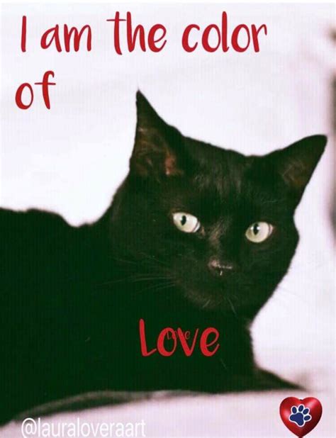 Pretty Cats Beautiful Cats Black Cat Quotes Black Cat Appreciation
