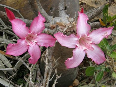 Adenium Obesum Subsp Socotranum Socotran Desert Rose World Of Flowering Plants