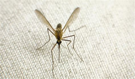 The Parasite Scientists Against Malaria