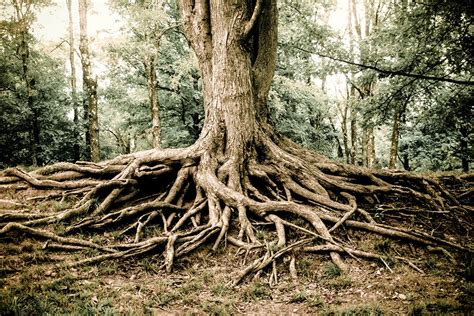 Woodland Tree Roots Photography Fine Art Print Tree Roots
