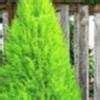 Considered a good container plant. Cupressus, Lemon Cypress, Monterey Cypress Cupressus ...