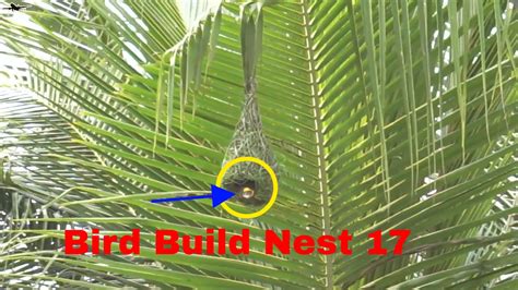 Weaver Bird Build Nest Youtube