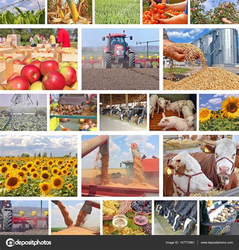 Agriculture In Collage Stock Photo By ©branex 147772861